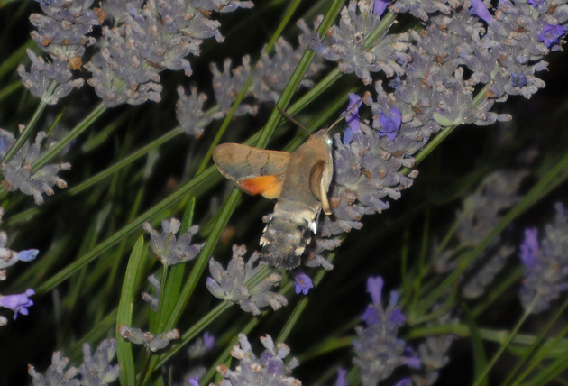 Conferma identificazione - Macroglossum stellatarum